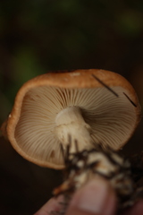 Leucocortinarius bulbiger