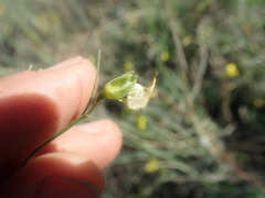 Crotalaria excisa excisa