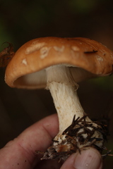 Leucocortinarius bulbiger