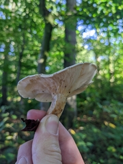 Hygrophorus eburneus