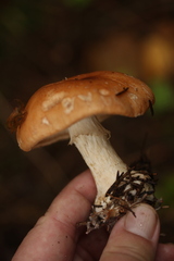 Leucocortinarius bulbiger