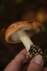 Leucocortinarius bulbiger