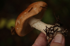 Leucocortinarius bulbiger