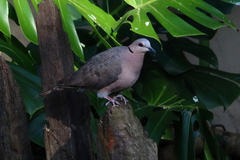 Streptopelia semitorquata