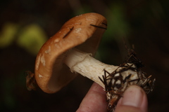 Leucocortinarius bulbiger