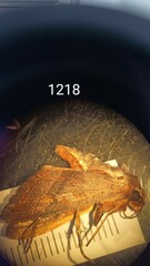 Phlogophora wollastoni