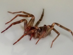 Liocranum rupicola