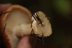 Leucocortinarius bulbiger