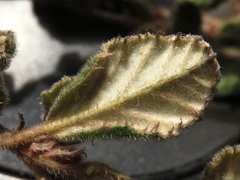 Pomaderris eriocephala