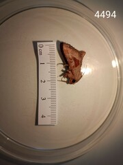 Phlogophora wollastoni