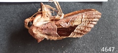 Phlogophora wollastoni