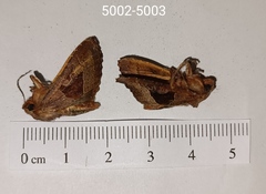 Phlogophora wollastoni