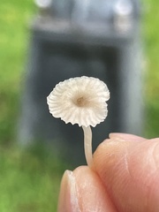 Hemimycena mairei