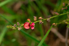 Indigofera zenkeri image