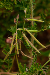 Indigofera zenkeri image