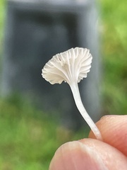 Hemimycena mairei