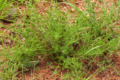 Indigofera zenkeri image