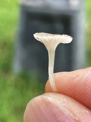 Hemimycena mairei