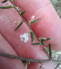 Leucopogon