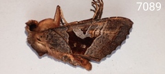 Phlogophora wollastoni