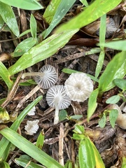 Hemimycena mairei