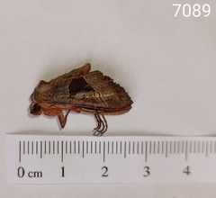 Phlogophora wollastoni