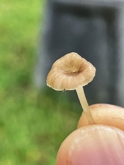 Hemimycena mairei