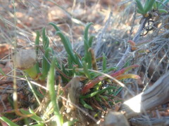 Lampranthus spiniformis