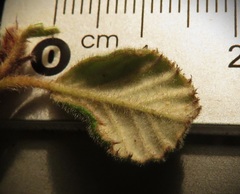 Pomaderris eriocephala