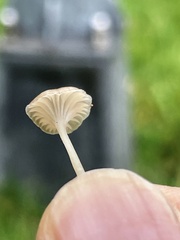 Hemimycena mairei