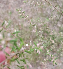 Leucopogon