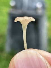 Hemimycena mairei