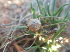 Lampranthus spiniformis