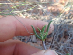 Lampranthus spiniformis