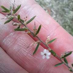 Leucopogon