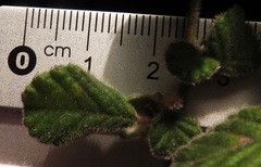 Pomaderris eriocephala