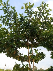 Terminalia catappa