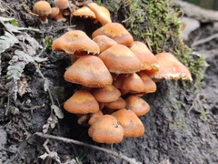 Armillaria ostoyae