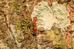 Notoncus spinisquamis