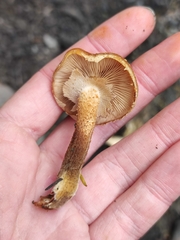 Armillaria ostoyae