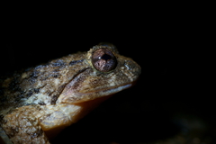 Quasipaa exilispinosa