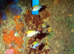Chromis klunzingeri