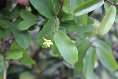 Cryptolepis sinensis