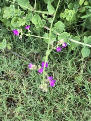 Cyphomeris gypsophiloides