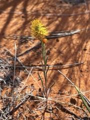 Waitzia acuminata acuminata