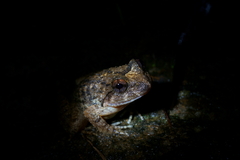 Quasipaa exilispinosa