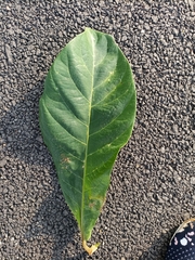 Terminalia catappa