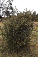 Pomaderris eriocephala