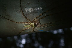 Pandercetes