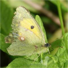 Colias croceus